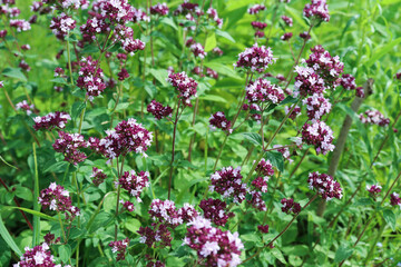 Oregano flowers bloom in the summer meadow. Close up..Photography.