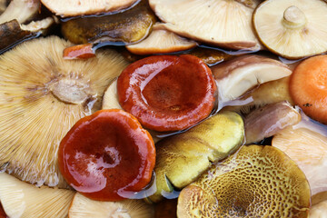 Close up of fresh caps of agaric mushrooms collected in the forest and soaked in water