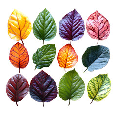 Obraz premium Vibrant Autumn Leaves Collection, Nature Texture