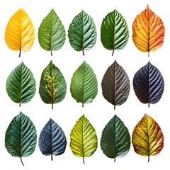 Obraz premium Autumn Leaf Collection: 15 Vibrant Colors
