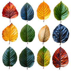 Fototapeta premium Autumn Leaves Collection: Colorful Fall Foliage