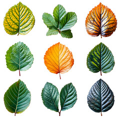 Obraz premium Autumn Leaves Collection: Green, Yellow, Brown Isolated