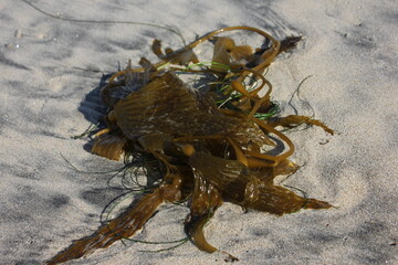 algae on the sand