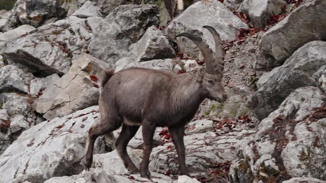 Alpine ibex walks on rocks