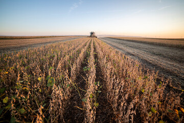 Harvesting of soybean