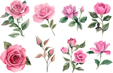 Watercolor Roses Clipart Pink Flower