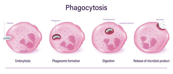 Phagocytosis vector. Process of neutrophil absorption and killing of bacteria. Phagocytic cells. Human immune system.
