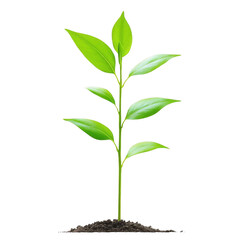 Green plant isolated on transparent or white background. Plant growth.