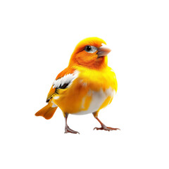 Vibrant Yellow Canary Bird on on white background