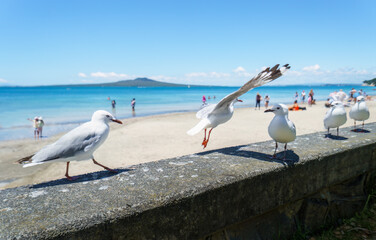 Seagulls playing on the seawall. Unrecognizable people playing on the beach in summer. Takapuna Beach. Auckland.