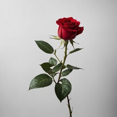 A single red rose in full bloom, displayed on a white background.