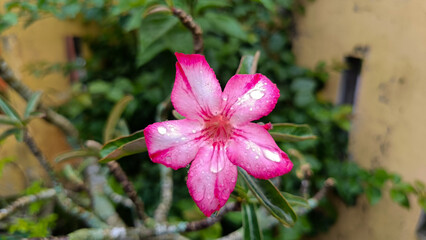 pink flower in the garden