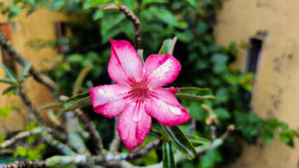 pink flowers in the garden
