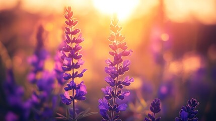 Obraz premium lavender flowers in the sun