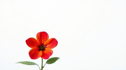 Obraz premium A single, vibrant red flower with orange highlights blooms against a stark white background, showcasing its delicate petals and intricate details.