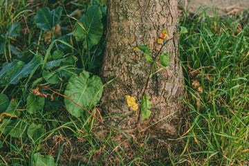 Obraz premium Close-up foot of a tree trunk with thick bark surrounded by green plants, grass, and leaves in a natural outdoor setting. 
