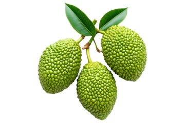 Marang fruit with textured skin and green leaves, isolated on white transparent background. Concept of tropical fruits.