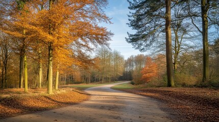 Fototapeta premium Autumnal Path in a Sunlit Forest