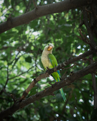 Lush Green Parrot in the Heart of Malaga, Spain