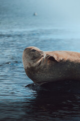 Relaxed Seal Resting on Icelandic Coastline