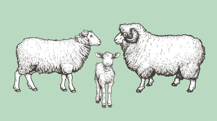 Domestic animals set. Sheep, ram and lamb. Hand drawn sketch vintage style. Vector illustrations.