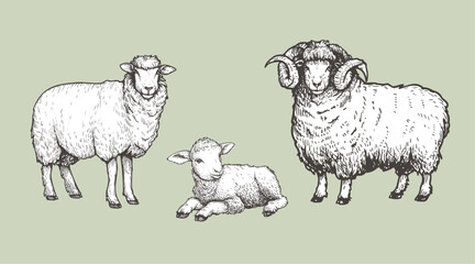 Domestic animals set. Sheep, ram and lamb. Hand drawn sketch vintage style. Vector illustrations.