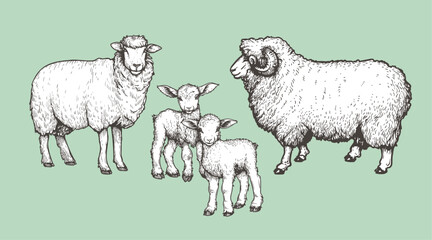 Domestic animals set. Sheep, ram and lambs. Hand drawn sketch vintage style. Vector illustrations.