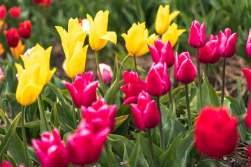 Rows of blooming tulips create a colorful patchwork in Noordoostpolder, a classic springtime scene in the Netherlands