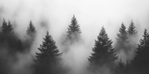 Fototapeta premium Foggy pine forest with sunlight breaking through the mist
