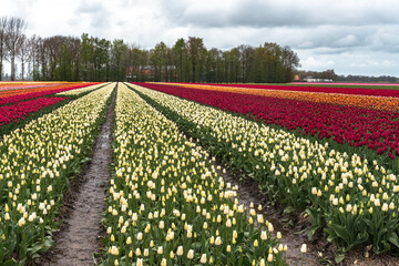 A field of blooming tulips in Noordoostpolder, showcasing the beauty of the Dutch countryside in the spring season