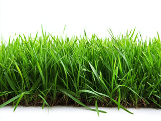 Fototapeta premium Vibrant green grass border, lush blades, natural texture.