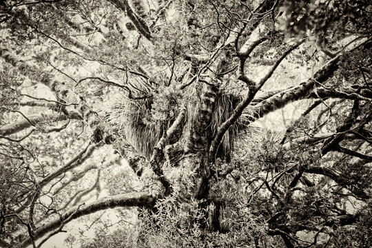 Detail of kauri tree in New Zeland