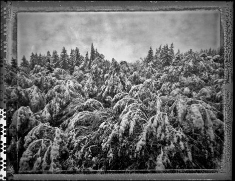 Polaroid of frozen trees in winter