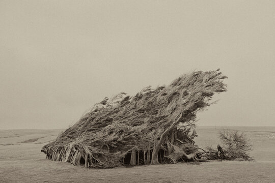 Windy trees in the field