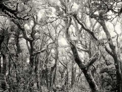 Amazing black and white forest landscape in New Zealand