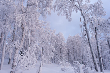 Winter snow-covered trees in the Ural mountains