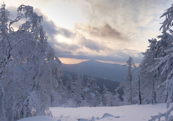Winter snow-covered trees in the Ural mountains