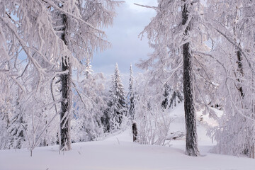 Winter snow-covered trees in the Ural mountains
