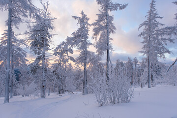 Winter snow-covered trees in the Ural mountains