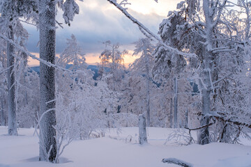 Winter snow-covered trees in the Ural mountains