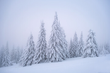 Snow-covered fir trees in the fog in the mountains of the Southern Urals
