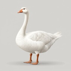 Obraz premium Elegant white domestic goose portrait isolated on animal photography minimalist style