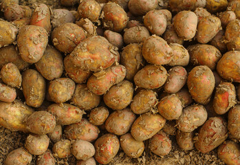 A close-up image of a pile of freshly harvested potatoes. The potatoes are a mix of brown and reddish-brown colors with visible dirt and soil clinging to their surfaces.



