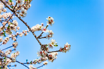 Delicate white and pink flowers