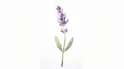 Obraz premium A delicate lavender flower with green leaves against a white background, showcasing its beauty.
