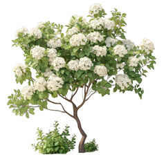 A flowering tree with white blossoms and green leaves.