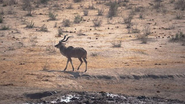 Male Kudu antelope walking in the Khaudum National Park in Namibia, Africa.