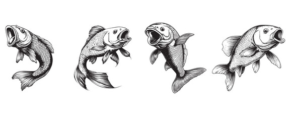 Fototapeta premium Common carp fish vector illustration Bundle, Sea fish different poses Design 
