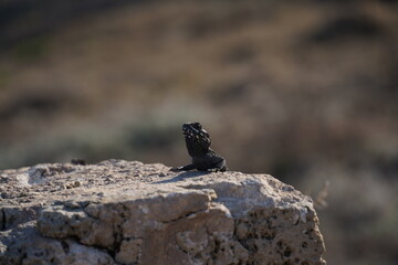 Agama lizard or hardun lizard (Stellagama stellio or Laudakia stellio stellion or Lacerta stellio)  sits on a rock and basks under the sun