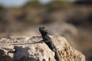 Agama lizard or hardun lizard (Stellagama stellio or Laudakia stellio stellion or Lacerta stellio)  sits on a rock and basks under the sun